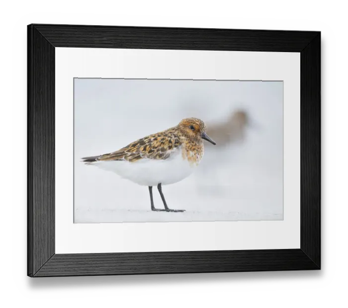 Framed Print : Sanderling (Calidris alba) in breeding plumage, standing on shoreline, Outer Hebrides Framed Print : Sanderling (Calidris alba) in breeding plumage, standing on shoreline, Outer Hebrides