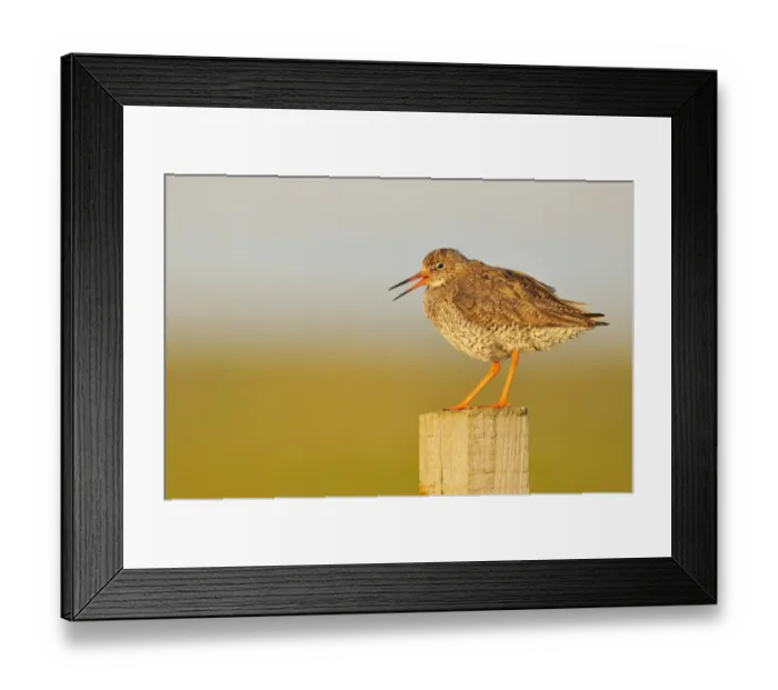 Framed Print : Redshank (Tringa totanus) perched on a fence post, vocalising, Balranald RSPB reserve Framed Print : Redshank (Tringa totanus) perched on a fence post, vocalising, Balranald RSPB reserve