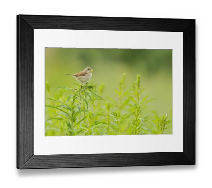 Framed Print : Whitethroat (Sylvia communis) with insect prey, perched on Rosebay willowherb (Epilobium Framed Print : Whitethroat (Sylvia communis) with insect prey, perched on Rosebay willowherb (Epilobium