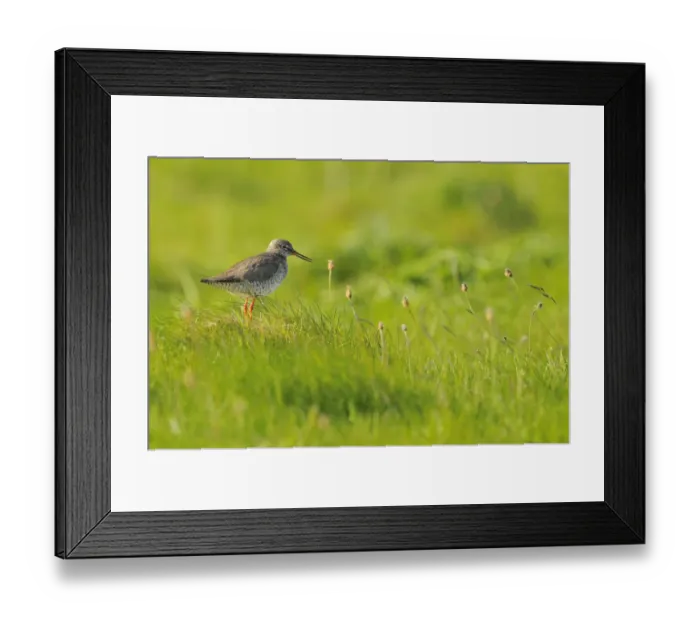 Framed Print : Redshank (Tringa totanus) vocalising, Balranald RSPB reserve, North Uist, Outer Hebrides Framed Print : Redshank (Tringa totanus) vocalising, Balranald RSPB reserve, North Uist, Outer Hebrides