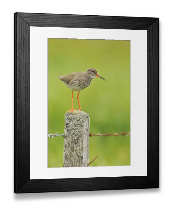 Framed Print : Redshank (Tringa totanus) perched on a fencepost, vocalising, Balranald RSPB reserve Framed Print : Redshank (Tringa totanus) perched on a fencepost, vocalising, Balranald RSPB reserve