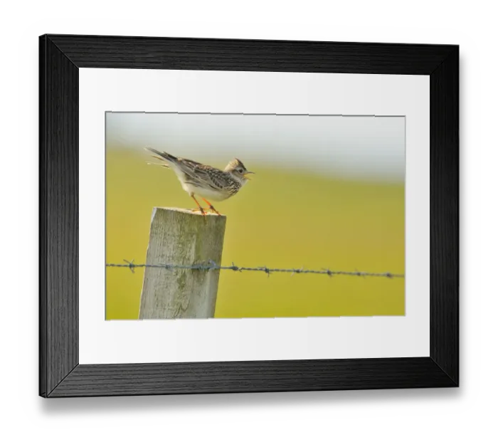 Framed Print : Skylark (Alauda arvensis) perched on a fence post, vocalising, Balranald RSPB reserve Framed Print : Skylark (Alauda arvensis) perched on a fence post, vocalising, Balranald RSPB reserve