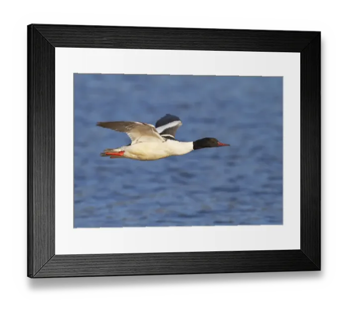 Framed Print : Male Goosander (Mergus merganser) flying over water, Gwynedd, Wales, UK, February Framed Print : Male Goosander (Mergus merganser) flying over water, Gwynedd, Wales, UK, February