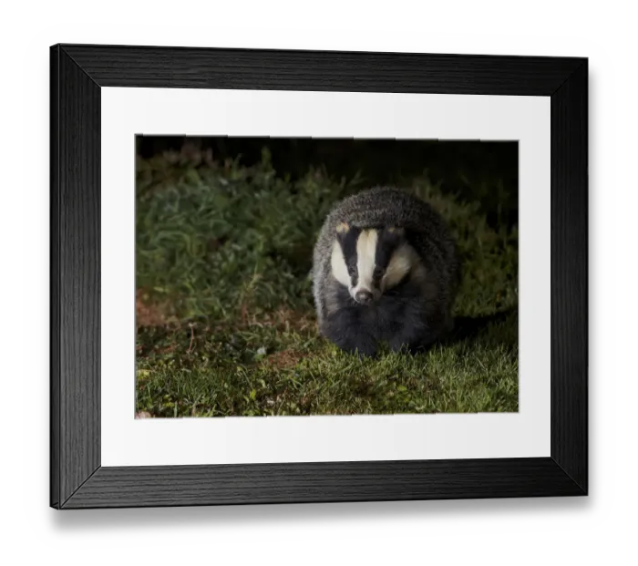 Framed Print : Badger (Meles meles) at night, Oxfordshire, England, UK, October Framed Print : Badger (Meles meles) at night, Oxfordshire, England, UK, October