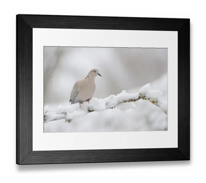 Framed Print : Collared dove (Streptopelia decaocto) perched on a snow covered branch, Perthshire Framed Print : Collared dove (Streptopelia decaocto) perched on a snow covered branch, Perthshire