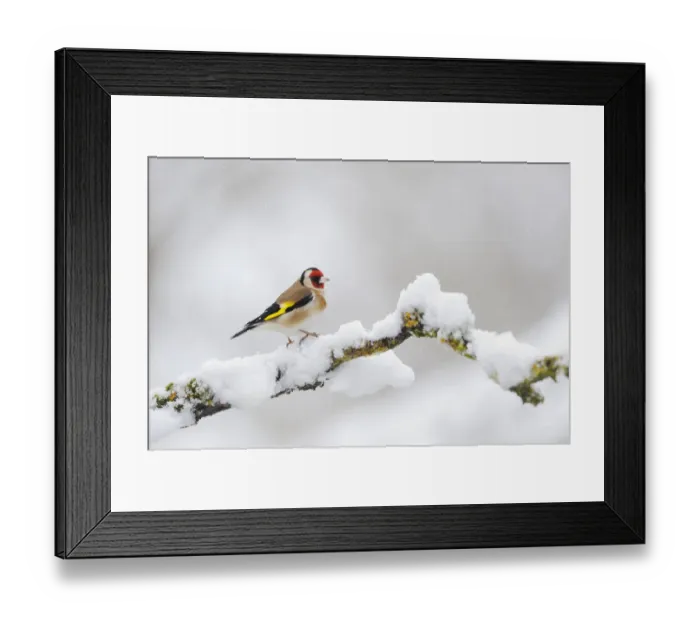 Framed Print : Goldfinch (Carduelis carduelis) perched on a snow covered branch, Perthshire, Scotland Framed Print : Goldfinch (Carduelis carduelis) perched on a snow covered branch, Perthshire, Scotland