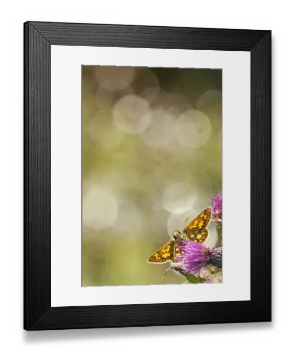 Framed Print : Chequered skipper (Carterocephalus palaemon) nectaring on a thistle (Cirsium), Glasdrum Framed Print : Chequered skipper (Carterocephalus palaemon) nectaring on a thistle (Cirsium), Glasdrum