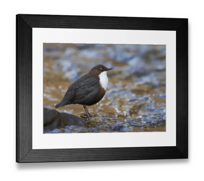Framed Print : Dipper (Cinclus cinclus) standing in stream, Clwyd, Wales, UK, February Framed Print : Dipper (Cinclus cinclus) standing in stream, Clwyd, Wales, UK, February