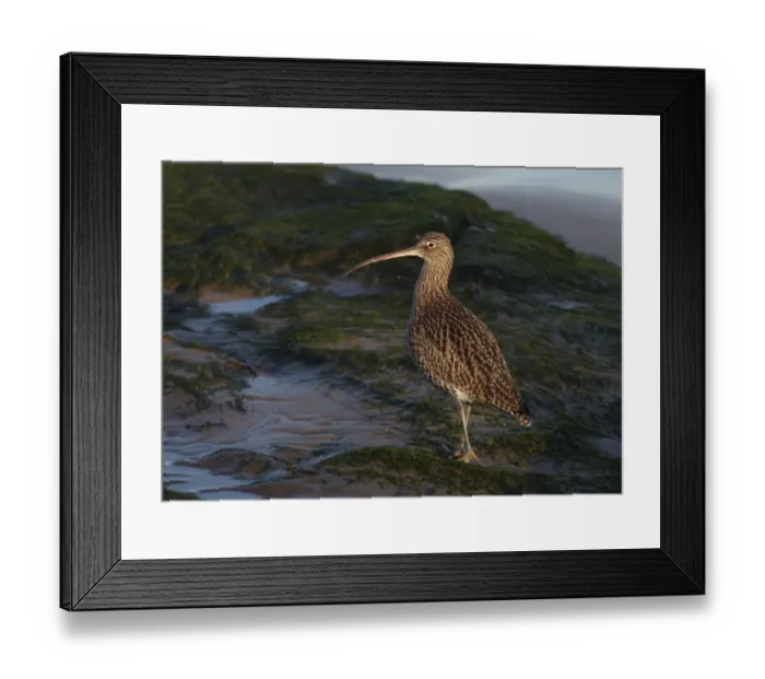 Framed Print : Curlew (Numenius arquata) on beach, Wirral, England, UK, December Framed Print : Curlew (Numenius arquata) on beach, Wirral, England, UK, December