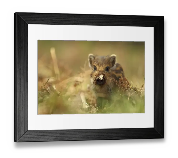 Framed Print : Wild boar piglet (Sus scrofa) with leaf stuck on its nose, Forest of Dean, Gloucestershire Framed Print : Wild boar piglet (Sus scrofa) with leaf stuck on its nose, Forest of Dean, Gloucestershire