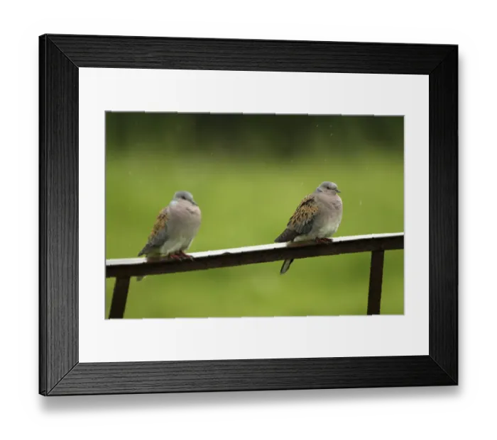 Framed Print : Two Turtle doves (Streptopelia turtur) perched on a rusting iron rail in a rain shower Framed Print : Two Turtle doves (Streptopelia turtur) perched on a rusting iron rail in a rain shower