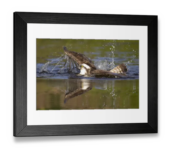 Framed Print : Osprey (Pandion haliaetus) at surface of a loch after diving for a fish, Cairngorms National Park Framed Print : Osprey (Pandion haliaetus) at surface of a loch after diving for a fish, Cairngorms National Park