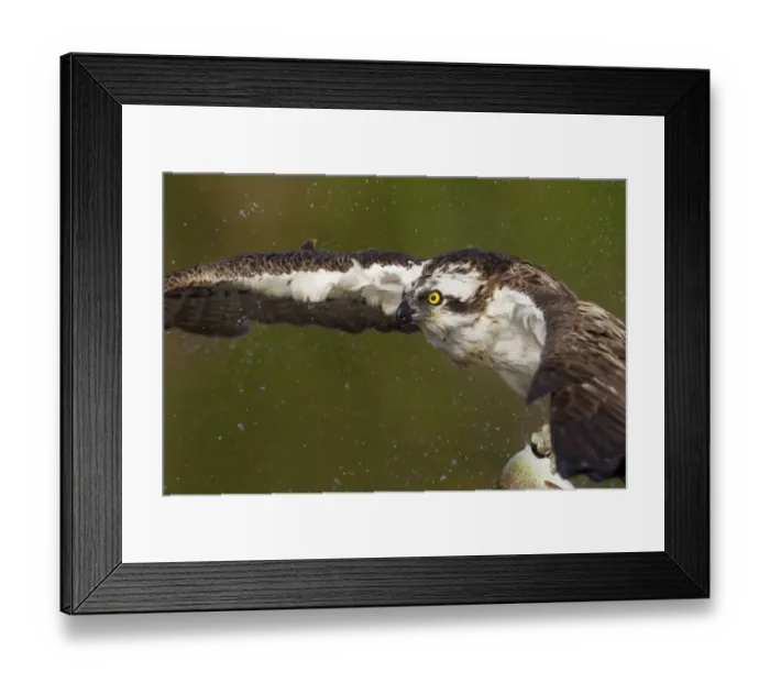 Framed Print : Osprey (Pandion haliaetus) fishing, Cairngorms National Park, Scotland, UK, July Framed Print : Osprey (Pandion haliaetus) fishing, Cairngorms National Park, Scotland, UK, July