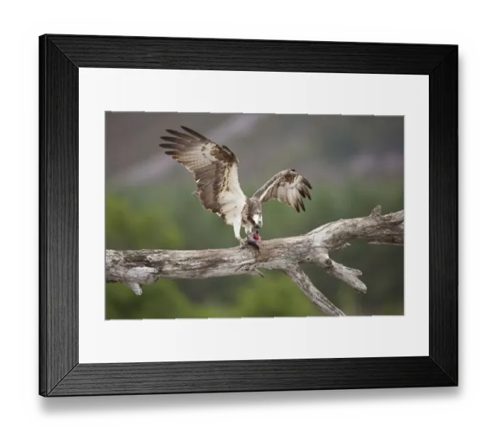 Framed Print : Osprey (Pandion haliaetus) eating fish prey, Cairngorms National Park, Scotland, UK, July Framed Print : Osprey (Pandion haliaetus) eating fish prey, Cairngorms National Park, Scotland, UK, July