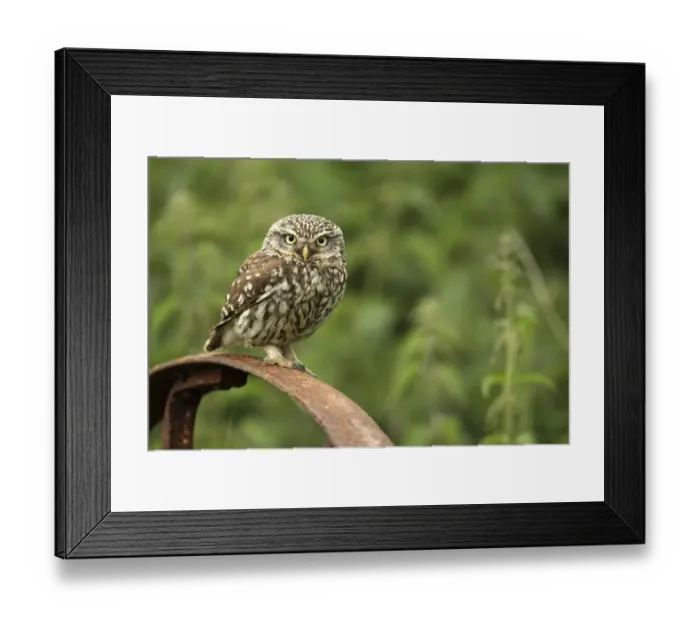 Framed Print : Little owl (Athene noctua) perched on a rusting iron wheel, Essex, England, UK, June Framed Print : Little owl (Athene noctua) perched on a rusting iron wheel, Essex, England, UK, June