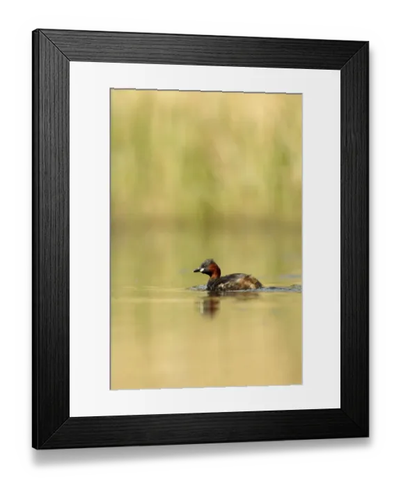 Framed Print : Little grebe (Tachybaptus ruficollis) on lake, Surrey, England, UK, April Framed Print : Little grebe (Tachybaptus ruficollis) on lake, Surrey, England, UK, April