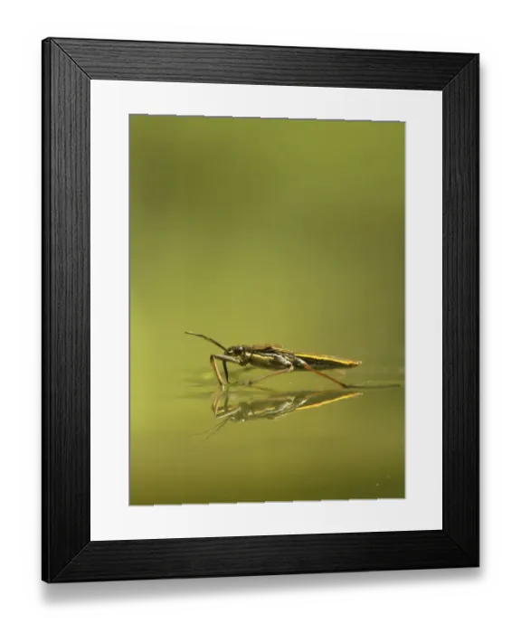 Framed Print : Pond skater (Gerris lacustris) on a pond, Hertfordshire, England, UK, June Framed Print : Pond skater (Gerris lacustris) on a pond, Hertfordshire, England, UK, June