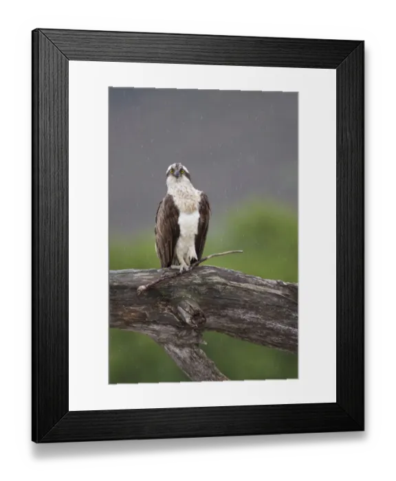 Framed Print : Osprey (Pandion haliaetus) perched on branch, holding stick in its foot, Cairngorms National Park Framed Print : Osprey (Pandion haliaetus) perched on branch, holding stick in its foot, Cairngorms National Park