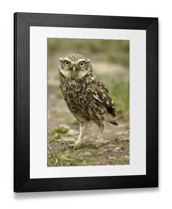 Framed Print : Little owl (Athene noctua) on the ground, Essex, England, UK, June Framed Print : Little owl (Athene noctua) on the ground, Essex, England, UK, June