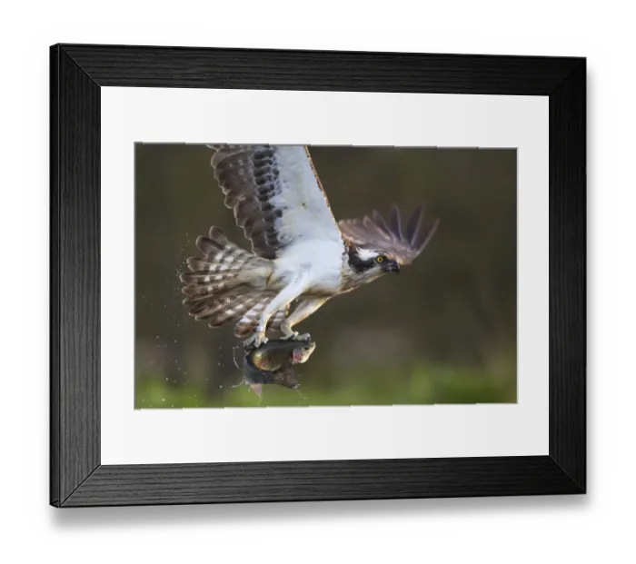 Framed Print : Osprey (pandion haliaetus) with fish prey, Cairngorms National Park, Scotland, UK, May