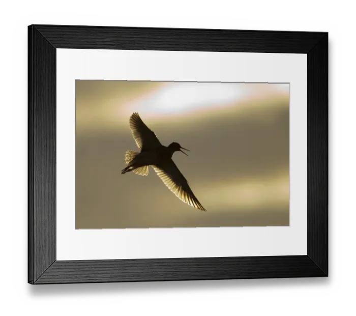 Framed Print : Redshank (Tringa totanus) calling in flight, Outer Hebrides, Scotland, UK, June Framed Print : Redshank (Tringa totanus) calling in flight, Outer Hebrides, Scotland, UK, June