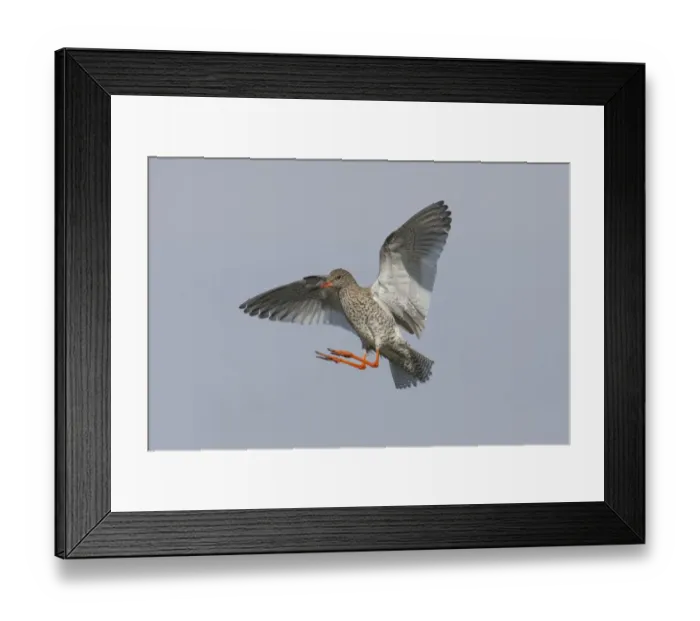 Framed Print : Redshank (Tringa totanus) in flight, Outer Hebrides, Scotland, UK, June Framed Print : Redshank (Tringa totanus) in flight, Outer Hebrides, Scotland, UK, June