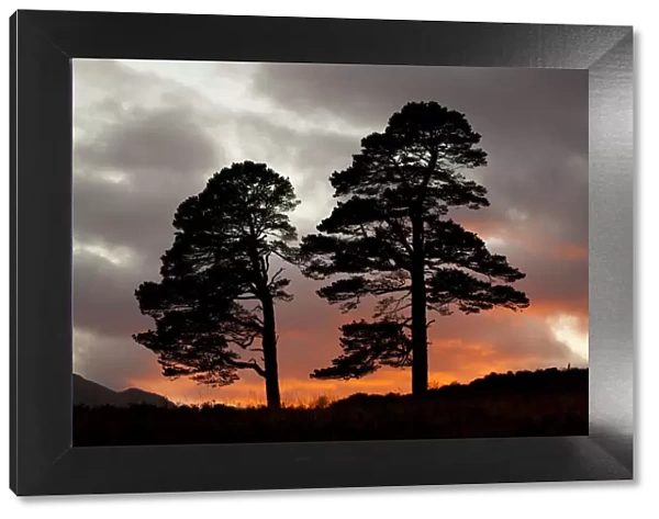 Two Scots pine trees (Pinus sylvestris) silhouetted at sunset, Glen Affric, Scotland
