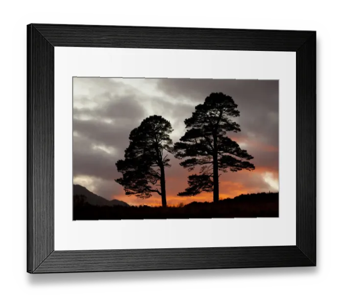 Framed Print : Two Scots pine trees (Pinus sylvestris) silhouetted at sunset, Glen Affric, Scotland