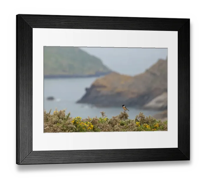 Framed Print : Male Stonechat (Saxicola rubicola), Pembrokeshire, Wales, UK, May