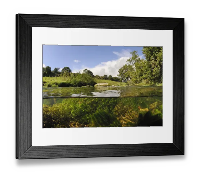 Framed Print : Split-level view of the River Leith, showing Water-crowfoot (Ranunculus fluitans subsp Framed Print : Split-level view of the River Leith, showing Water-crowfoot (Ranunculus fluitans subsp