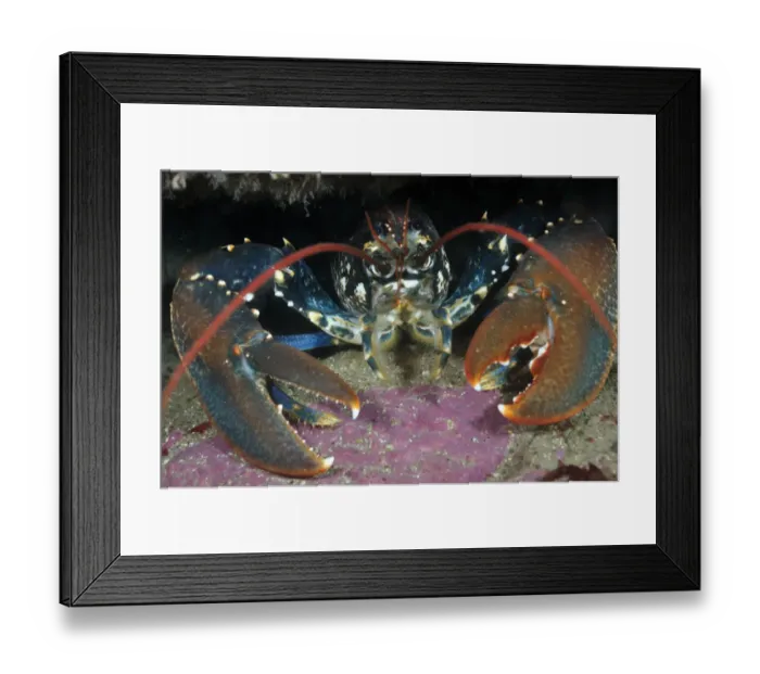 Framed Print : Common Lobster (Homarus gammarus), in a rock crevice, Lundy Island Marine Conservation Zone Framed Print : Common Lobster (Homarus gammarus), in a rock crevice, Lundy Island Marine Conservation Zone