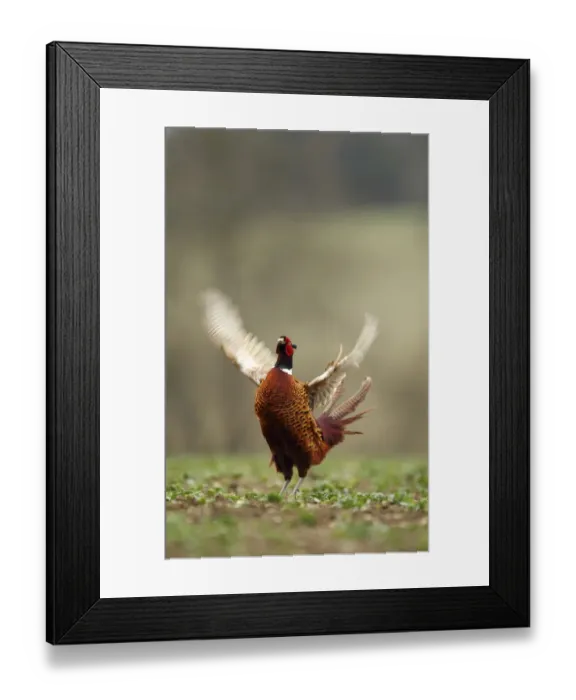 Framed Print : Male Pheasant (Phasianus colchicus) displaying, Hertfordshire, England, UK Framed Print : Male Pheasant (Phasianus colchicus) displaying, Hertfordshire, England, UK