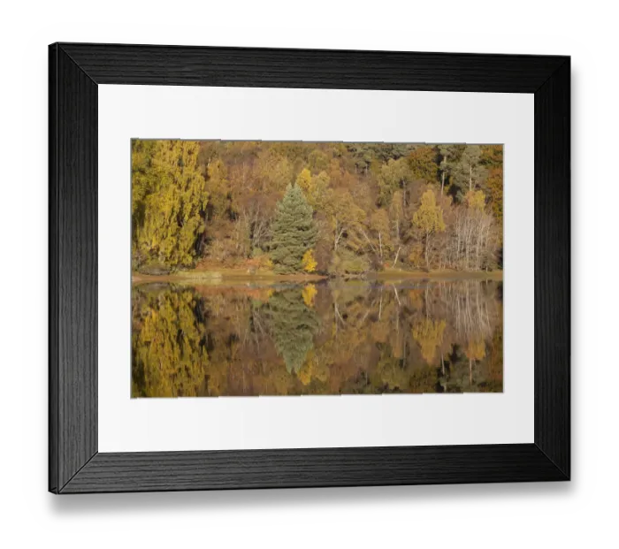 Framed Print : RF- Trees reflecting in Loch Vaa, Cairngorms National Park, Scotland, UK, October 2012 Framed Print : RF- Trees reflecting in Loch Vaa, Cairngorms National Park, Scotland, UK, October 2012