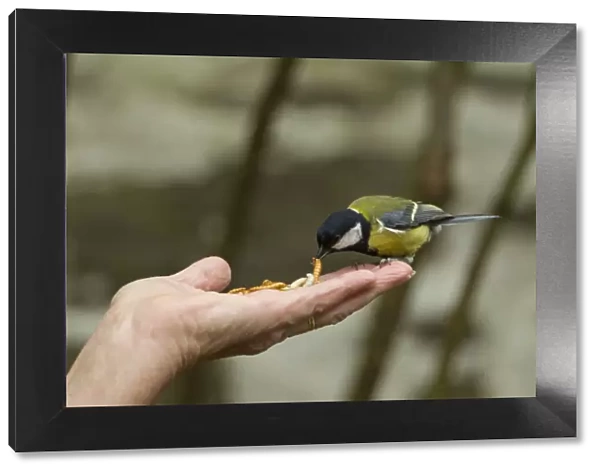 Great tit (Parus major) taking mealworm from persons hand, Pembrokeshire Coast National Park