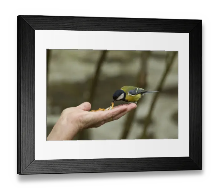 Framed Print : Great tit (Parus major) taking mealworm from persons hand, Pembrokeshire Coast National Park Framed Print : Great tit (Parus major) taking mealworm from persons hand, Pembrokeshire Coast National Park