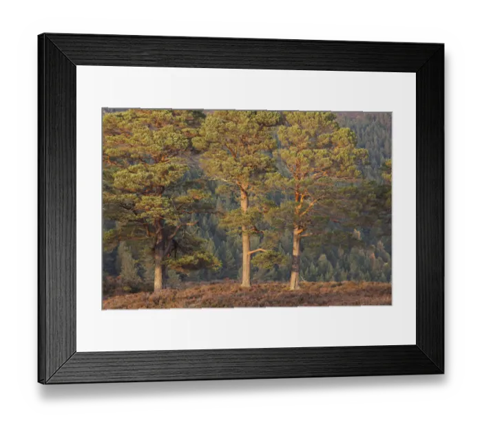 Framed Print : Three Scots pine (Pinus sylvestris) trees, with conifer woodland in the background Framed Print : Three Scots pine (Pinus sylvestris) trees, with conifer woodland in the background
