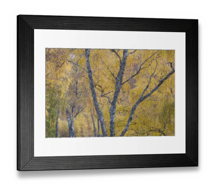 Framed Print : Silver birch (Betula pendula) woodland in autumn, Craigellachie NNR, Cairngorms National Park Framed Print : Silver birch (Betula pendula) woodland in autumn, Craigellachie NNR, Cairngorms National Park