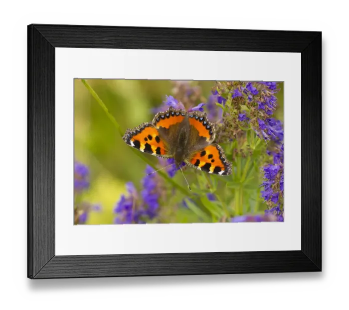 Framed Print : Small tortoiseshell (Aglaise urtica) feeding on buddleia flowers, Carrbridge, Inverness-shire Framed Print : Small tortoiseshell (Aglaise urtica) feeding on buddleia flowers, Carrbridge, Inverness-shire
