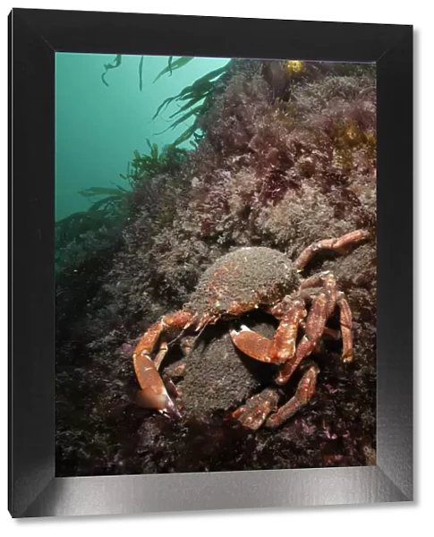 Spiny spider crab (Maja brachydactyla  /  squinado) pair on rock covered with red algae