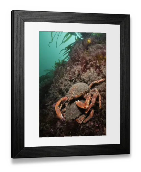Framed Print : Spiny spider crab (Maja brachydactyla / squinado) pair on rock covered with red algae Framed Print : Spiny spider crab (Maja brachydactyla / squinado) pair on rock covered with red algae
