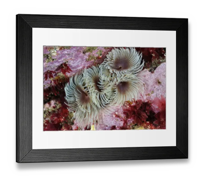Framed Print : Tube worms (Bispira volutacornis) living between rocks covered in Crustose coralline Framed Print : Tube worms (Bispira volutacornis) living between rocks covered in Crustose coralline
