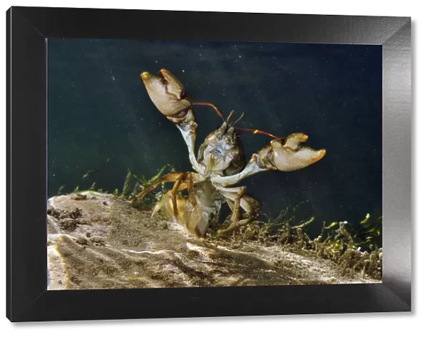White clawed crayfish (Austropotamobius pallipes) underwater on riverbed, showing defensive posture