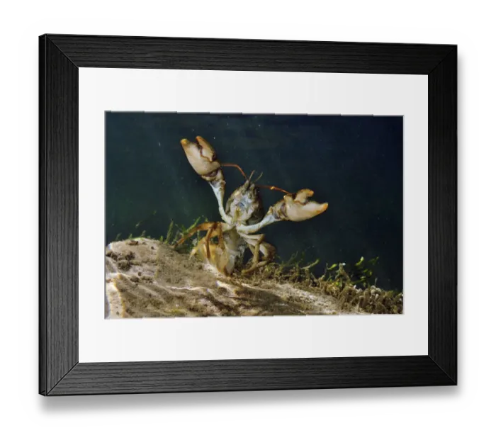Framed Print : White clawed crayfish (Austropotamobius pallipes) underwater on riverbed, showing defensive posture Framed Print : White clawed crayfish (Austropotamobius pallipes) underwater on riverbed, showing defensive posture