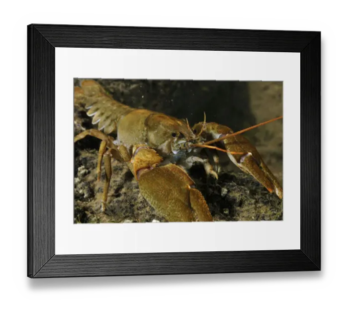 Framed Print : White clawed crayfish (Austropotamobius pallipes) on river bed, viewed underwater Framed Print : White clawed crayfish (Austropotamobius pallipes) on river bed, viewed underwater