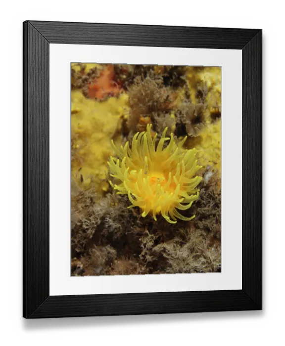 Framed Print : Sunset cup coral / Yellow cave coral (Leptopsammia pruvoti), on sponge covered rock face Framed Print : Sunset cup coral / Yellow cave coral (Leptopsammia pruvoti), on sponge covered rock face