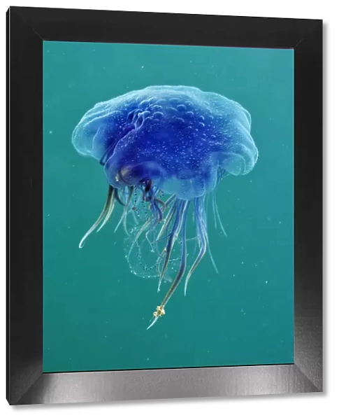 Blue jellyfish (Cyanea lamarckii), feeding on small plankton, Lundy Island Marine Conservation Zone