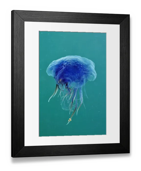 Framed Print : Blue jellyfish (Cyanea lamarckii), feeding on small plankton, Lundy Island Marine Conservation Zone Framed Print : Blue jellyfish (Cyanea lamarckii), feeding on small plankton, Lundy Island Marine Conservation Zone