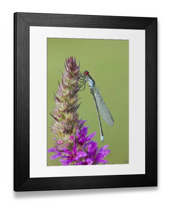Framed Print : Male Red eyed damselfly (Erythromma najas) on Purple loosestrife (Lythrum salicaria) flower Framed Print : Male Red eyed damselfly (Erythromma najas) on Purple loosestrife (Lythrum salicaria) flower