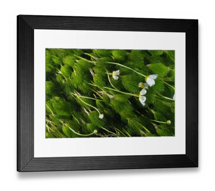 Framed Print : Water-crowfoot (Ranunculus fluitans subsp. penicillatus) flowering underwater, Cumbria Framed Print : Water-crowfoot (Ranunculus fluitans subsp. penicillatus) flowering underwater, Cumbria