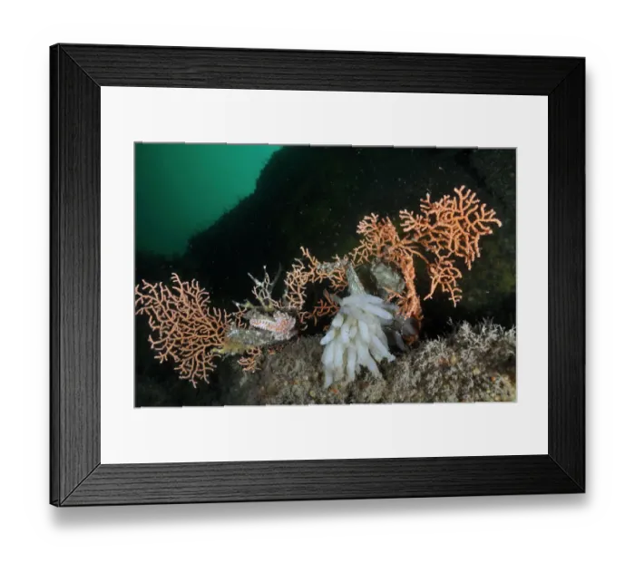 Framed Print : Pink sea fan / Warty coral (Eunicella verrucosa) with attached eggs of a Common squid Framed Print : Pink sea fan / Warty coral (Eunicella verrucosa) with attached eggs of a Common squid
